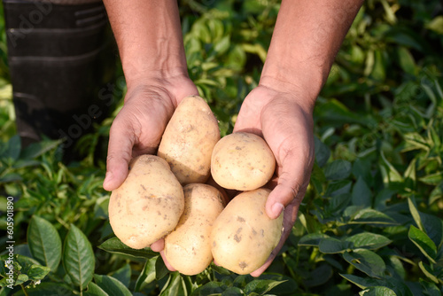 Farmer harvesting potato in potato field, hand full of potato