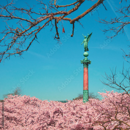 Photography Langelinie Park with blooming cherry blossoms during the Copenhagen Sakura Festi