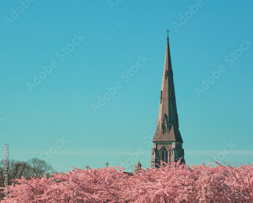 Canvas Print St Albans Church steeple above the cherry blosoms during the Copenhagen Sakura F