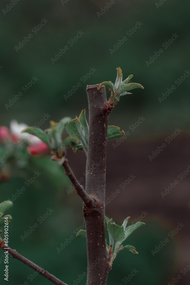 Annual pruning. Tree care concept. Annual pruning. Tree care concept.
