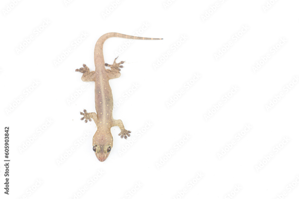 Naklejka premium Asian House lizard (hemidactylus) isolated on white background