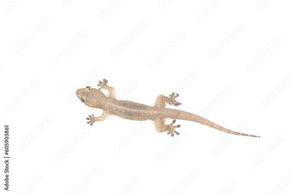 Naklejka premium Asian House lizard,hemidactylus gecko isolated on white background