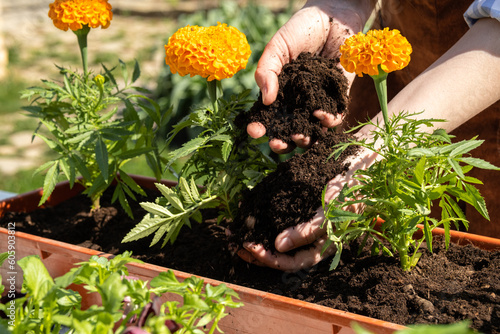 A young woman of European appearance transplants plants in a flowering garden. Garden work. Happy gardener woman in gloves and apron plants flowers on the flower bed in home garden.