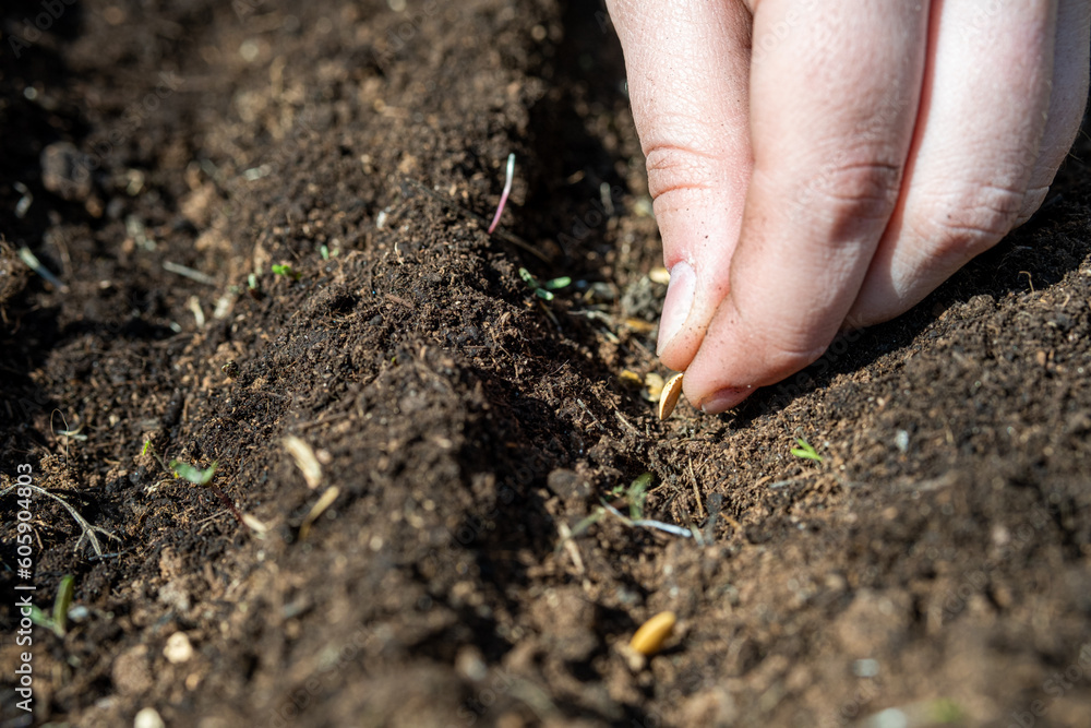 Melon. Planting farmer hand soil sowing seeds closeup. Farm hand seeds