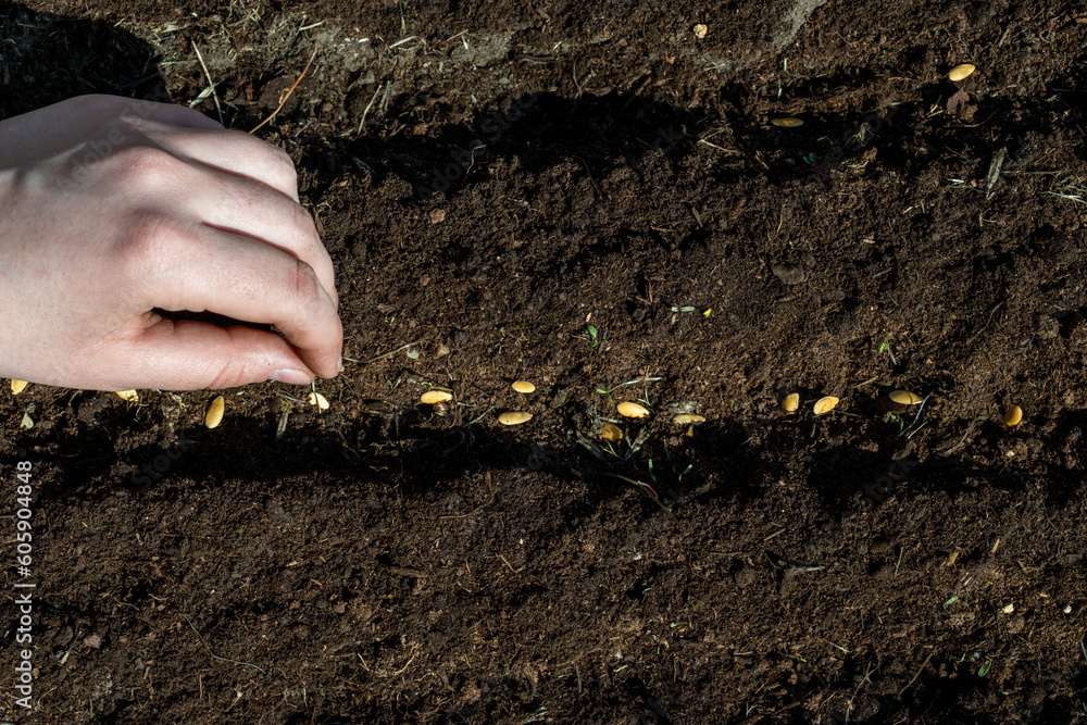 Melon. Planting farmer hand soil sowing seeds closeup. Farm hand seeds