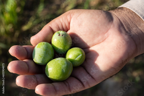 Fresh green plum on tree in the orchard