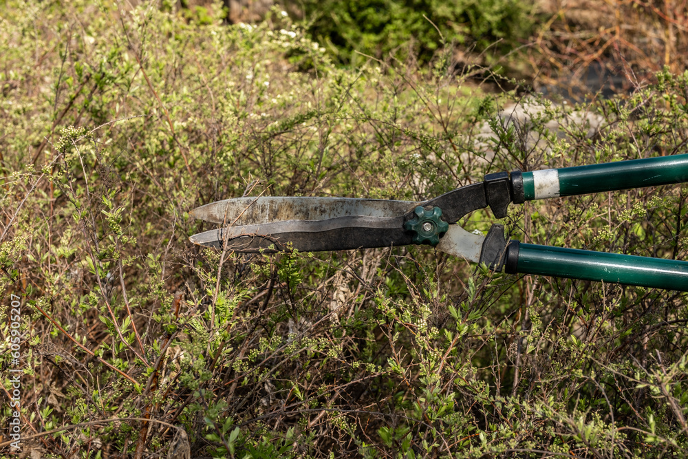 Obraz premium Close-up of a female farmer's hand in a black work glove working with a pruner. A gardener will show you how to prune the dry branches of a shrub in autumn using garden shears to prune bushes