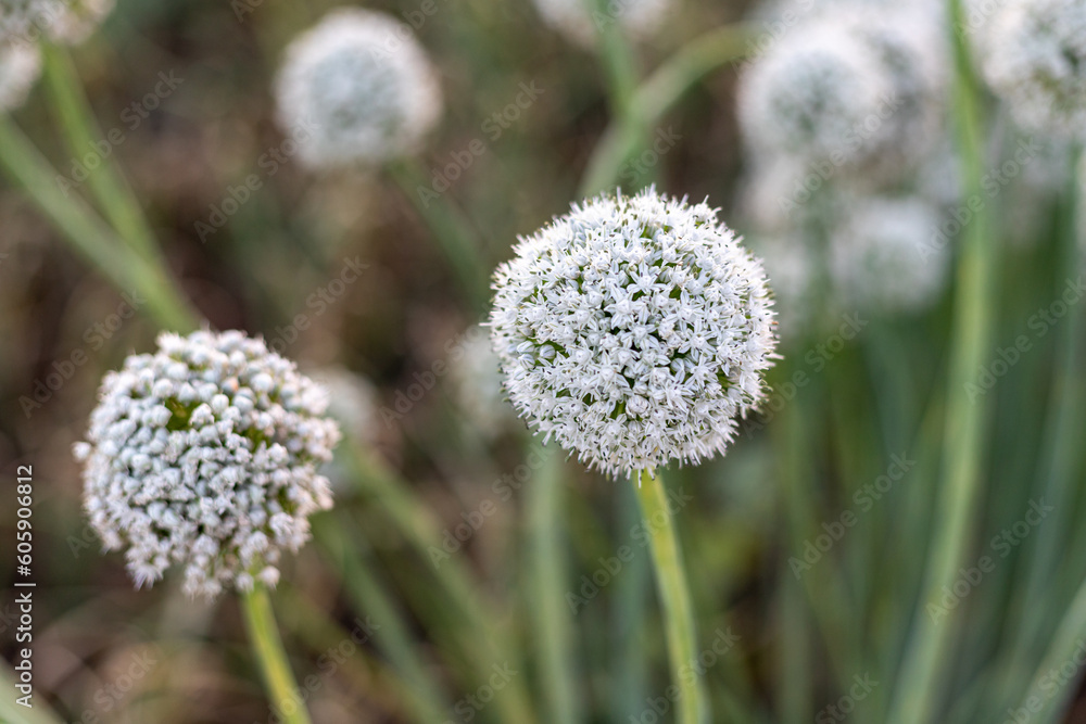Flower head of onion seeds closeup. selective focus with blurred background Flower head of onion seeds closeup. selective focus with blurred background