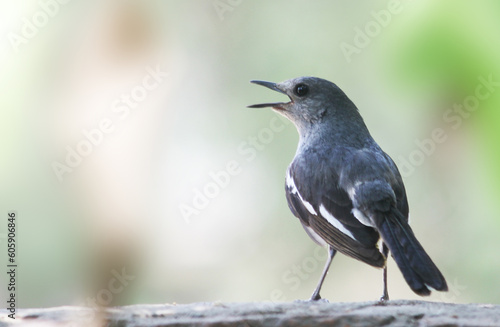 Oriental Magpie Robin captured with Canon EOS 550D photo