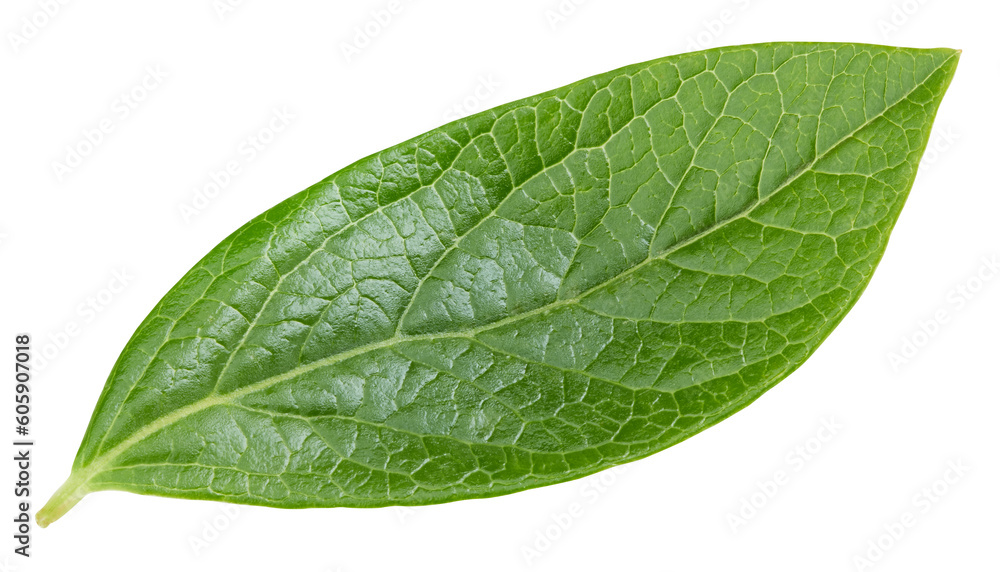 Blueberry leaves isolated on white Blueberry leaves isolated on white