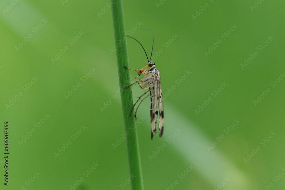 Naklejka premium Mouche scorpion (Panorpa germanica)
