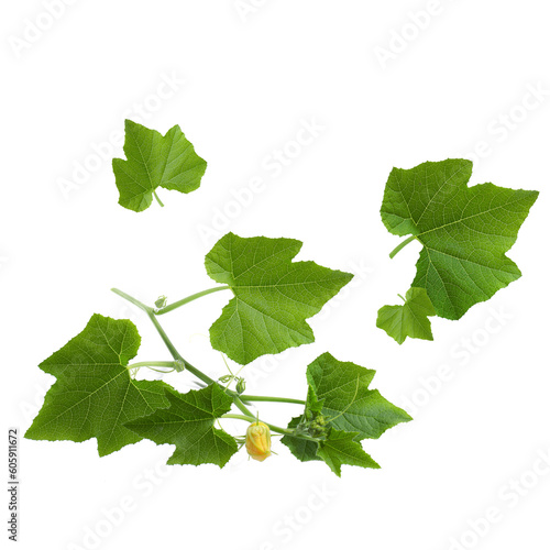 watermelon fruit with cut down half and sliced and leafe