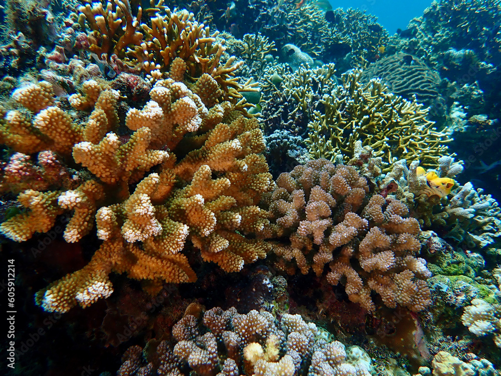 Obraz premium Coral colony underwater. Coral reef in the tropical sea.