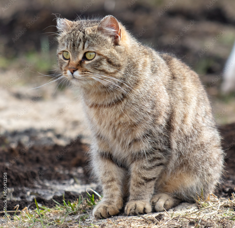 European Shorthair cat on the ground in nature. Selective focus. European Shorthair cat on the ground in nature. Selective focus.