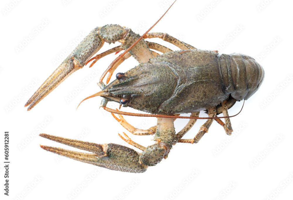 Crayfish isolated on white background Crayfish isolated on white background