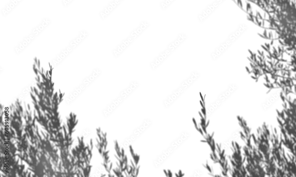 Fototapeta premium Shadow overlay effect transparent background. Abstract sunlight background with organic shadows from plants, leaves, and branches.