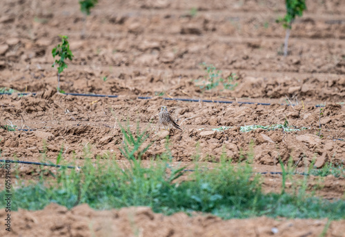 bird of prey - common kestrel - sits on the ground and looks out for a victim against the background of the field