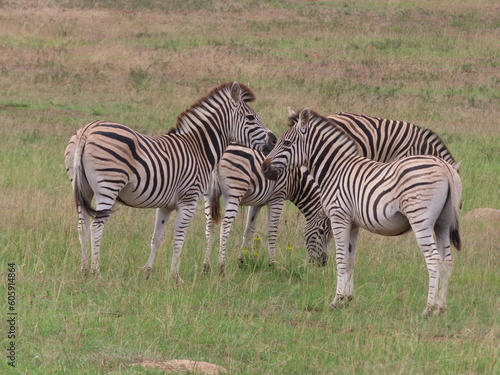 Zebra in his natural habit.