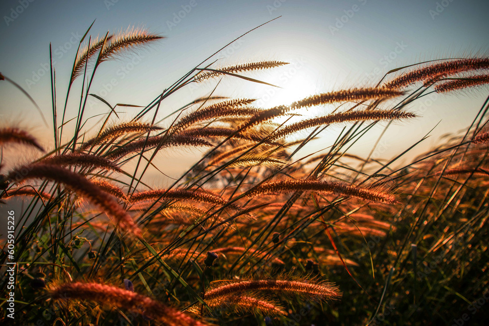 Fototapeta premium wheat field at sunrise