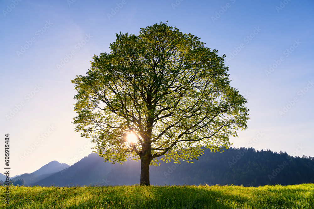 A beautiful tree standing on an alpine meadow illuminated by the sun's rays coming from behind the mountain (Tannheimer Tal, Tyrol, Austria) - obrazy, fototapety, plakaty 