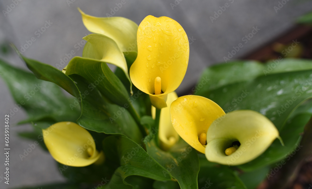 Beautiful yellow flowers with water droplets