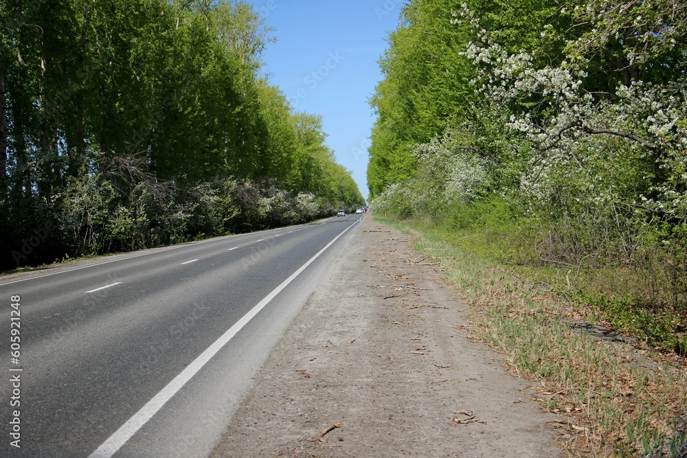 Fototapeta premium Asphalt road in the spring forest on a bright sunny day.