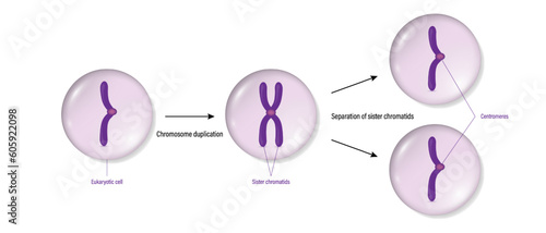 Chromosome duplication and cell division. Eukaryotic cell.