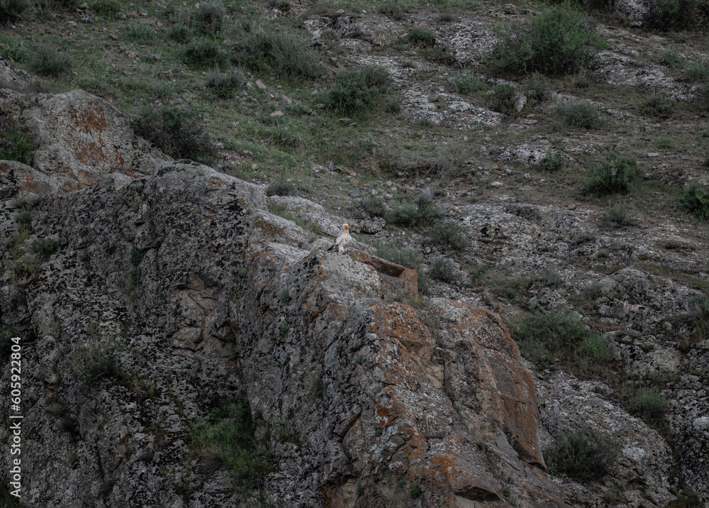 a beautiful predatory vulture sits on the rocks and looks out for prey a beautiful predatory vulture sits on the rocks and looks out for prey