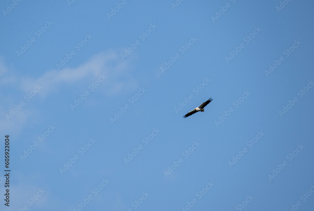 beautiful common vulture predator flies over the gorge and looks out for prey beautiful common vulture predator flies over the gorge and looks out for prey