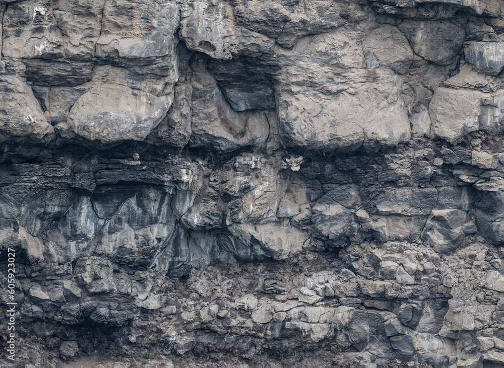 Fototapeta premium a beautiful predatory vulture sits on the rocks and looks out for prey