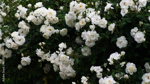 white rose flowers in the garden