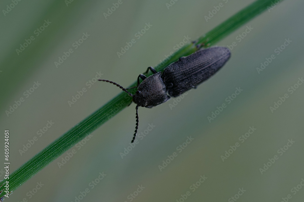Click beetle (Cidnopus pilosus) on a plant stem Click beetle (Cidnopus pilosus) on a plant stem