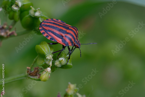 Italian striped bug or Minstrel bug (Graphosoma italicum)