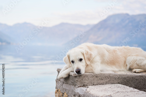 Foto the dog lies on the embankment against the backdrop of mountains and the sea