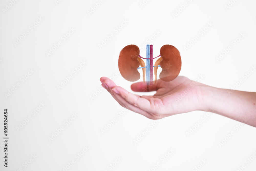 Hand's holding Kidney, concept of organ donation or charity, hospital
