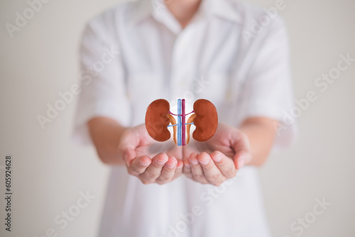 Hand's holding Kidney, concept of organ donation or charity, hospital, anatomy, diagnosis, cancer, disease donor support, diagnosis health care of life and family, insurance background with copy space