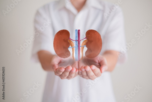 Close up of Hand's holding Kidney, concept of organ donation or charity, hospital, anatomy, diagnosis, cancer, disease donor support, diagnosis health care, insurance background with copy space
