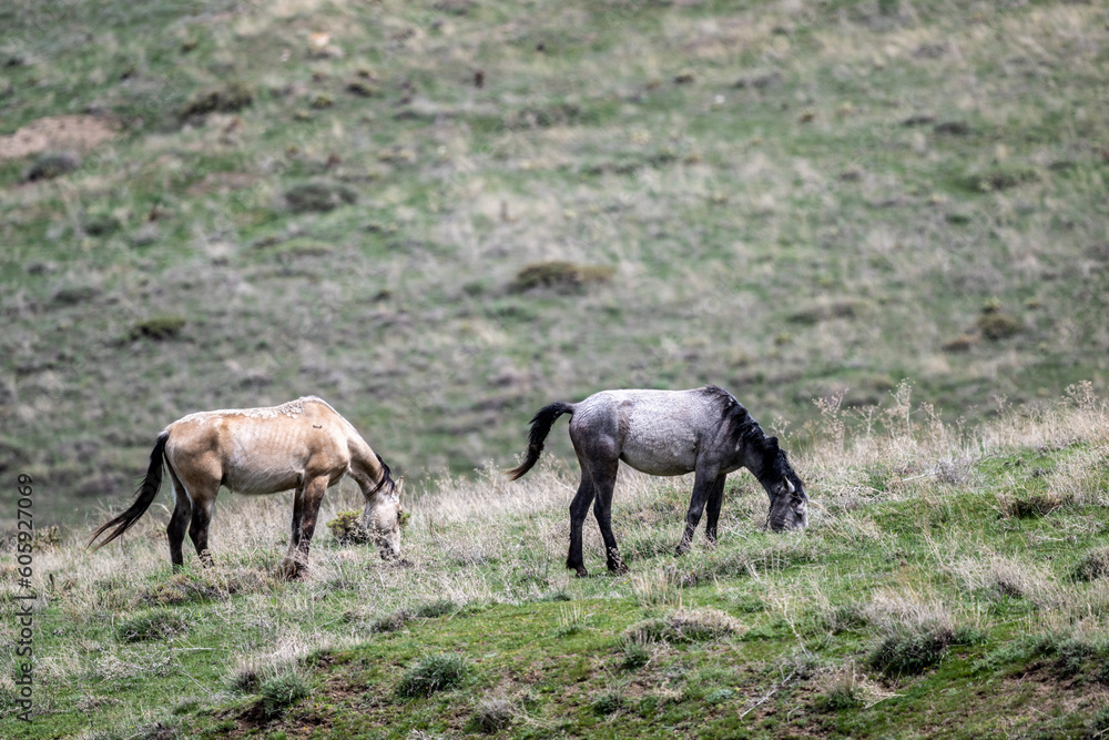 horses graze on green meadows in the mountains of Armenia horses graze on green meadows in the mountains of Armenia