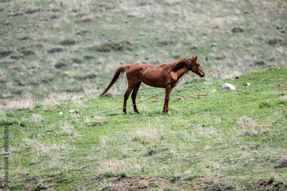 horses graze on green meadows in the mountains of Armenia horses graze on green meadows in the mountains of Armenia