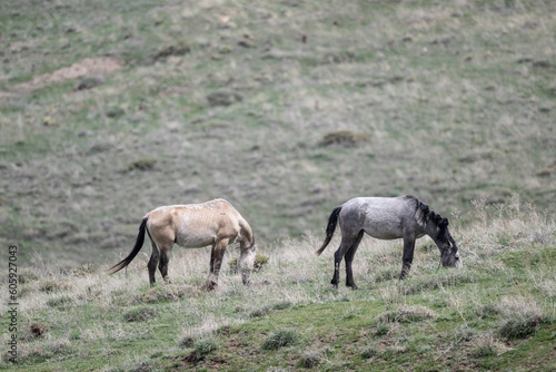 horses graze on green meadows in the mountains of Armenia