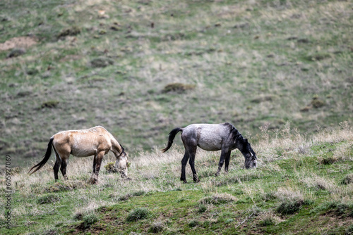 horses graze on green meadows in the mountains of Armenia