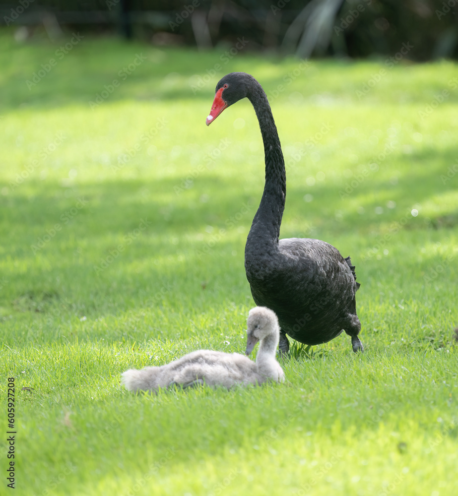 Fototapeta premium Black swan protecting her cygnet. Vertical format.