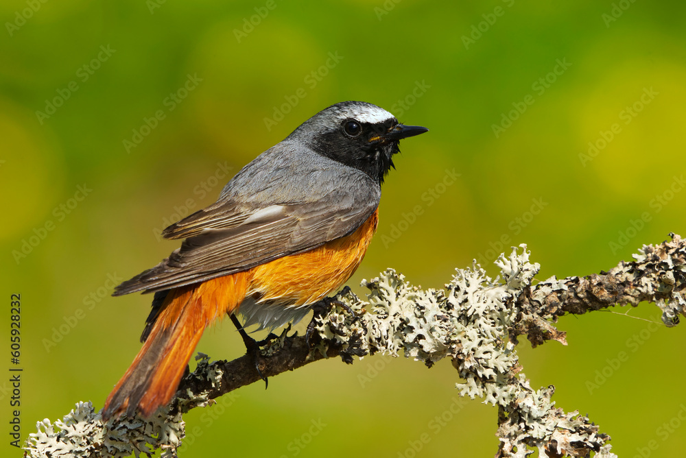 Fototapeta premium Common redstart (Phoenicurus phoenicurus) male sitting on a branch in spring.