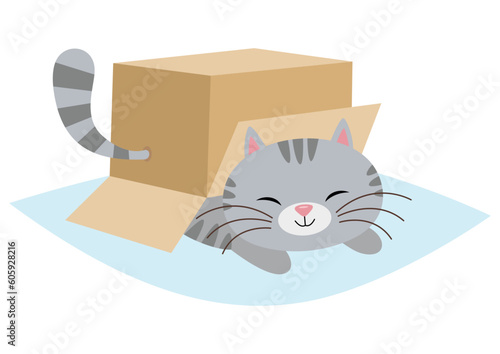 Cute cat under cardboard box