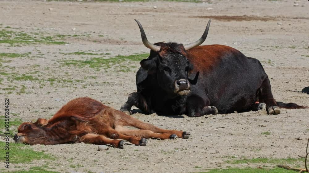 Family of Aurochs, Heck cattle, Bos primigenius taurus, claimed to resemble the extinct aurochs. Domestic highland cattle