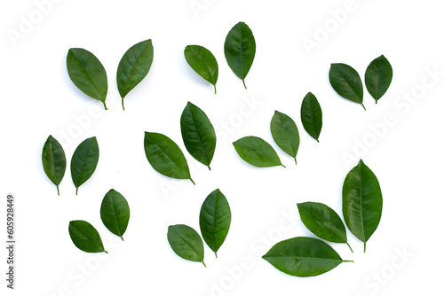 Citrus leaves on a white background. Top view
