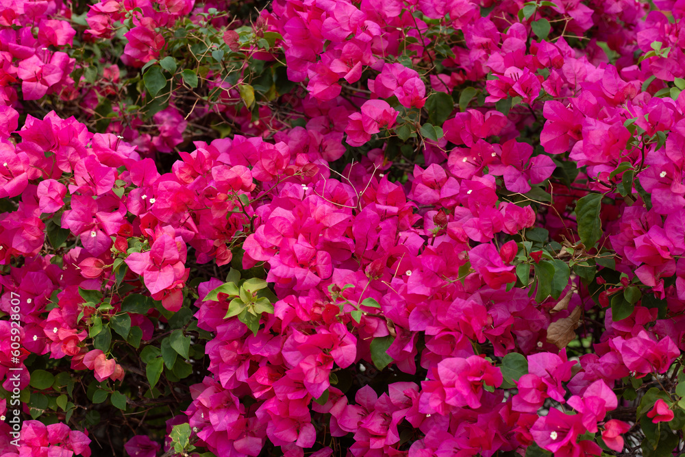 Beautiful bougainvillea flowers with green leaves Beautiful bougainvillea flowers with green leaves