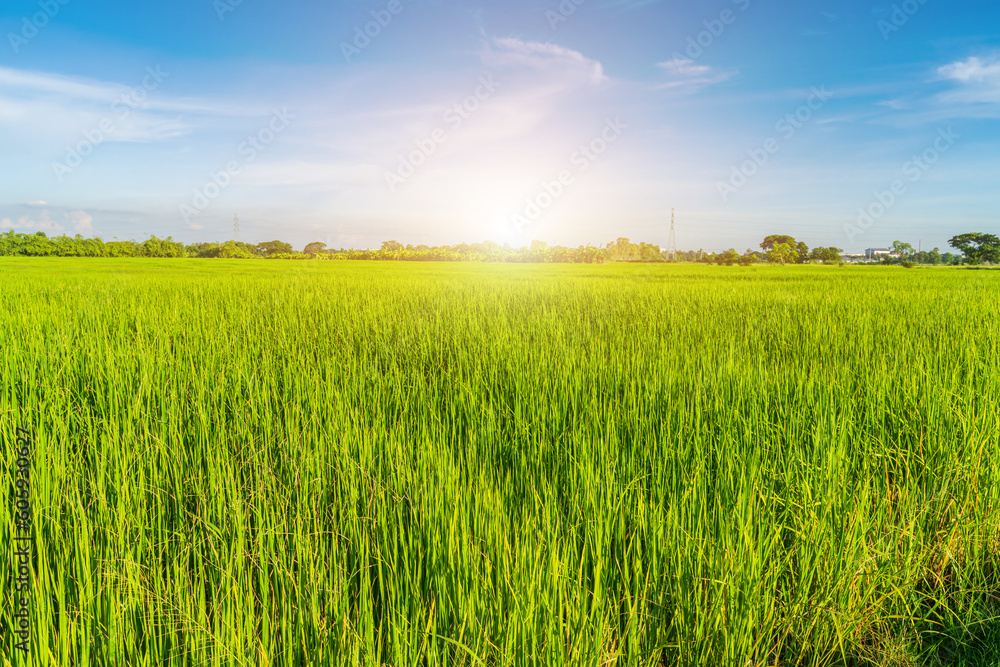 Scenic view landscape of Rice field green grass with field cornfield or in Asia country agriculture harvest with fluffy clouds blue sky daylight background. Scenic view landscape of Rice field green grass with field cornfield or in Asia country agriculture harvest with fluffy clouds blue sky daylight background.