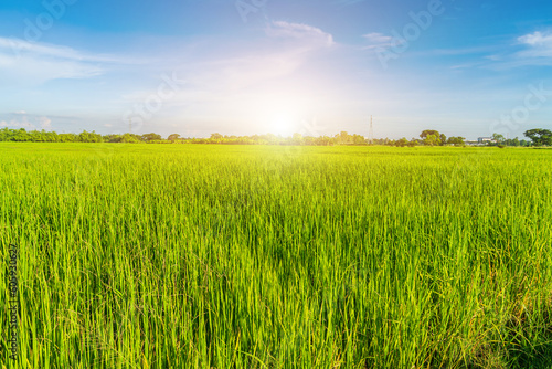 Scenic view landscape of Rice field green grass with field cornfield or in Asia country agriculture harvest with fluffy clouds blue sky daylight background.