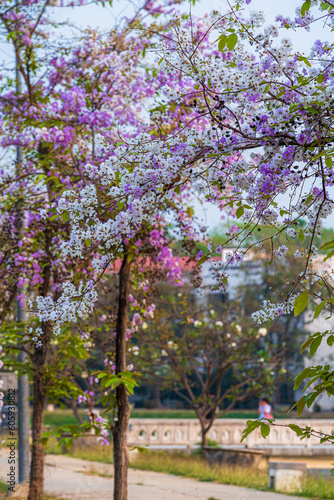 Beautiful blooming bungor (Lagerstroemia loudonii Teijsm. Binn) flowers Thai bungor tree and green leaves with the park in spring day blue sky background Thailand. © Thinapob